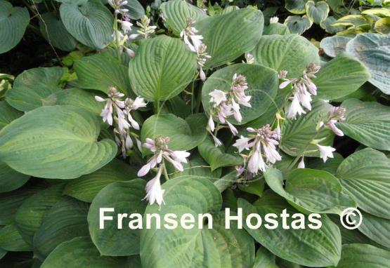 Hosta Julie Morss